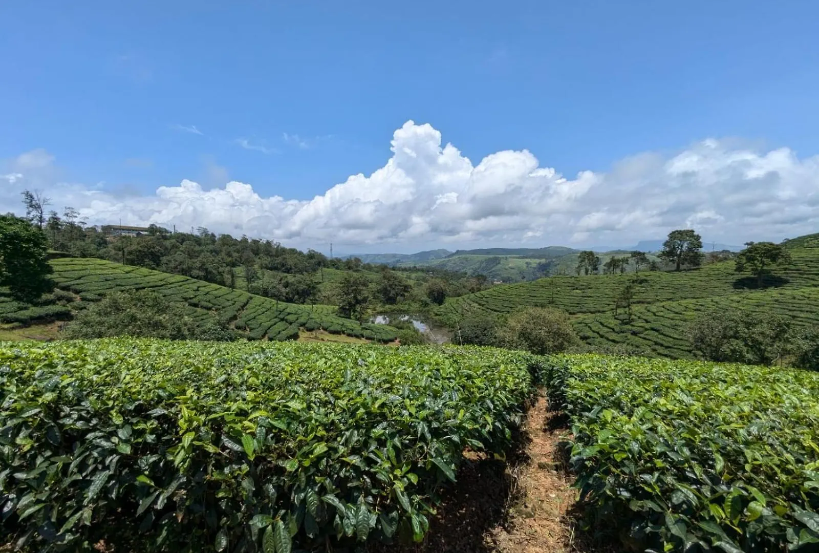 Hill Garden Homestay,Vagamon India